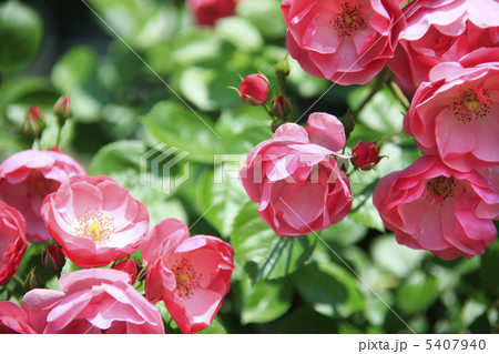 バラ、ピンク 5407940