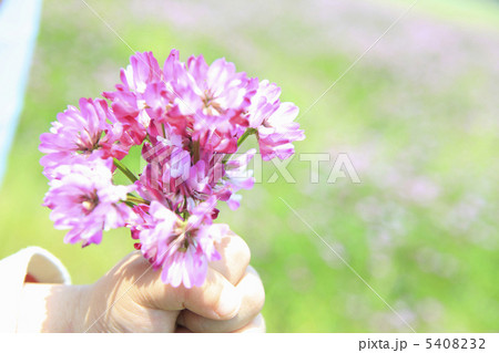 レンゲの花束 レンゲの花束 5408232