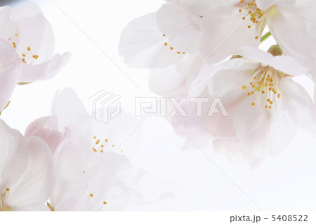 桜 5408522
