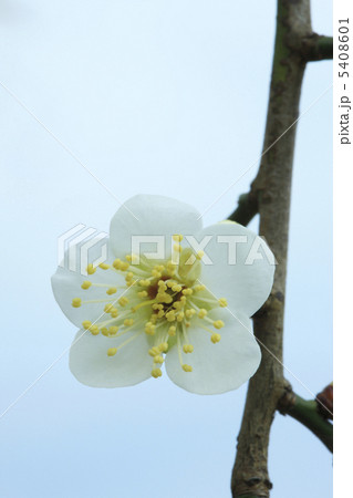 ウメ ウメ 5408601