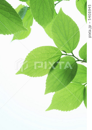 新緑 新緑 5408945