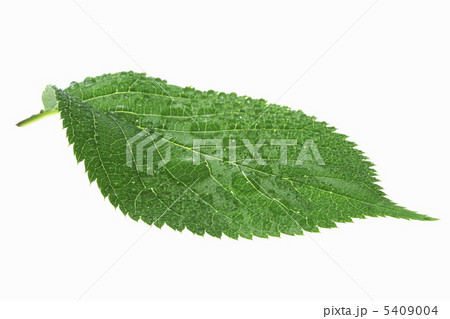 新緑の葉と水滴 新緑の葉と水滴 5409004