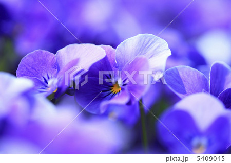 パンジー 5409045