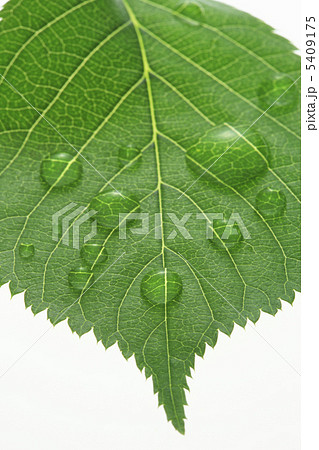 新緑の葉と水滴 5409175