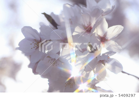 桜 5409297