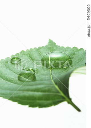 新緑の葉と水滴 新緑の葉と水滴 5409300