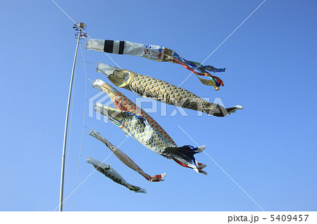 鯉のぼり 5409457