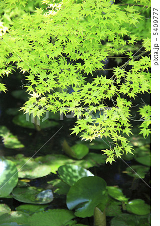 モミジと睡蓮 モミジと睡蓮 5409777