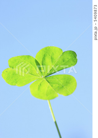 三つ葉 5409873