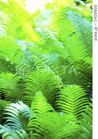 シダの新緑 シダの新緑 5409900