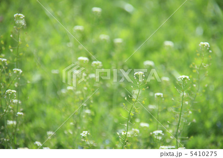 ぺんぺん草 ぺんぺん草 5410275