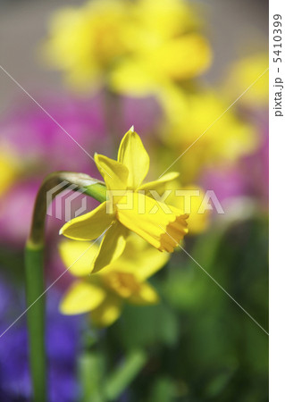 水仙 水仙 5410399