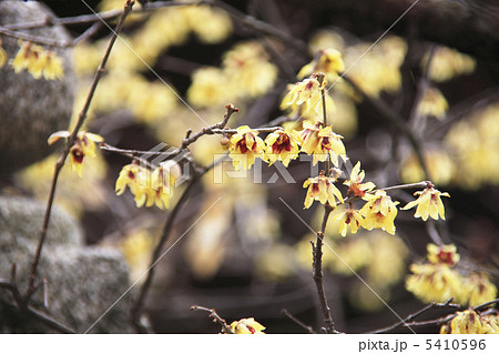 ろうばい 5410596