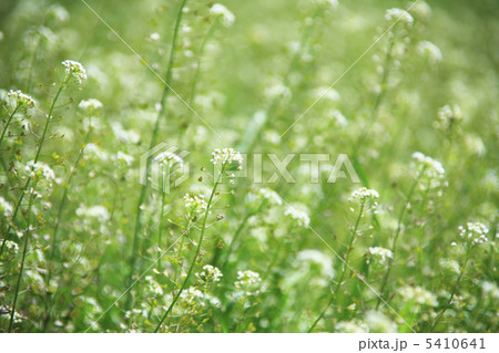 ぺんぺん草 ぺんぺん草 5410641