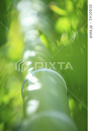 竹林 5410910