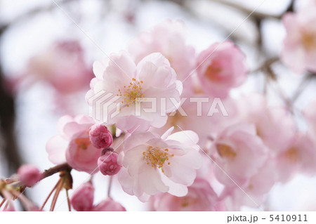 枝垂れ桜 5410911