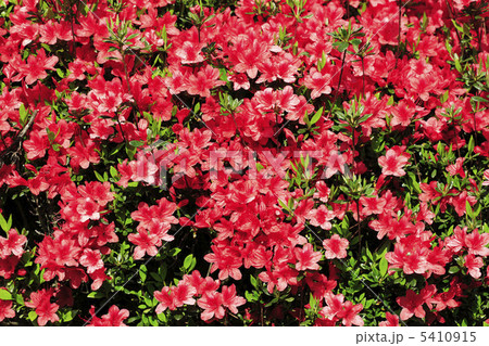つつじ つつじ 5410915