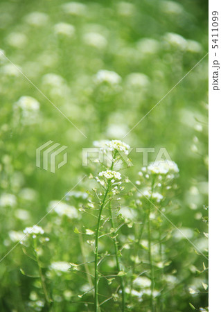 ぺんぺん草 ぺんぺん草 5411099