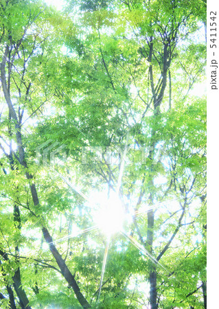 新緑と木漏れ日 5411542