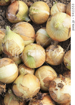 玉葱 5411553
