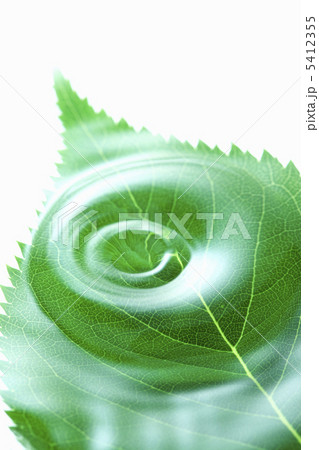 葉っぱと水滴 5412355