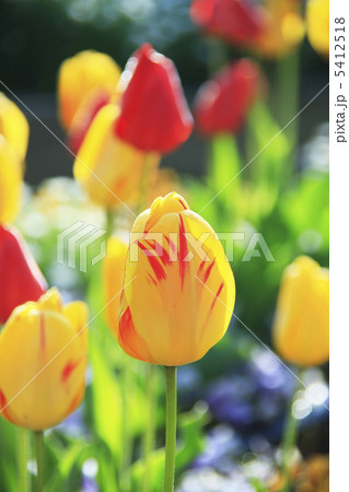 チューリップ 5412518