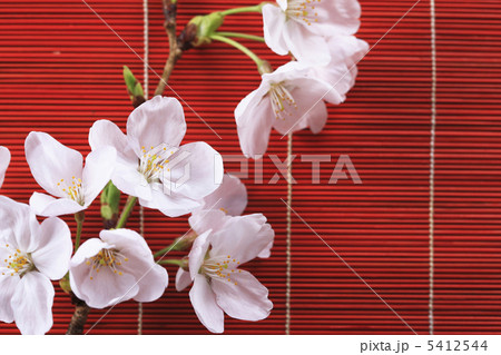 桜と簾 5412544