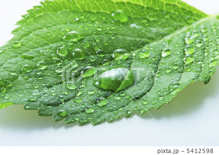 新緑としずく 5412598