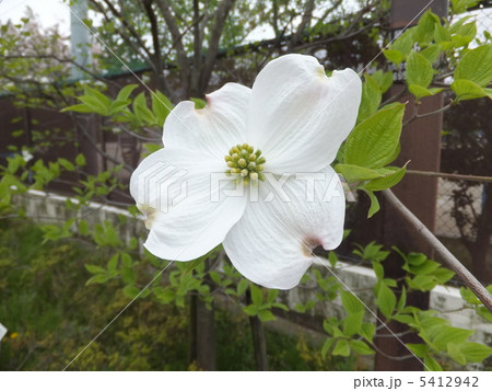 ハナミズキ 5412942