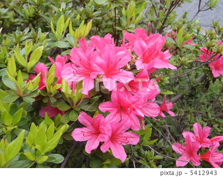 キリシマツツジ 5412943