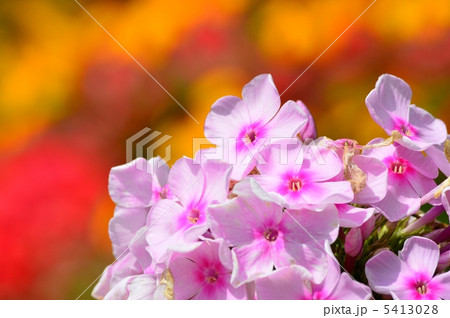 キキョウナデシコ 5413028