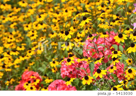 ルドベキア 5413030