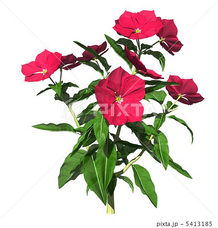 ニチニチソウ1a 5413185