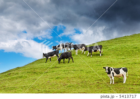 Grazing calves Grazing calves 5413717