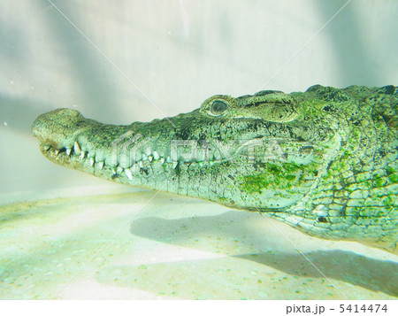 わに わに 5414474