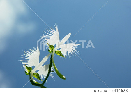 8月　サギソウ・ラン科53 5414628