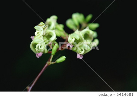 ホドイモ ホドイモ 5414681