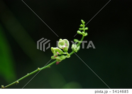 ホドイモ ホドイモ 5414685