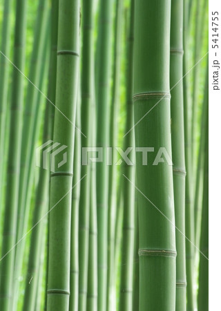 緑の竹林 5414755