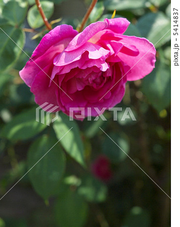 ポートメリヨン ポートメリヨン 5414837