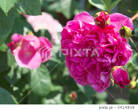 ポートメリヨン ポートメリヨン 5414838