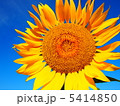 青空の下、大輪の向日葵 5414850