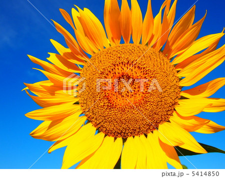 青空の下、大輪の向日葵 5414850
