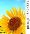 青空の下、大輪の向日葵 5414851