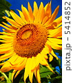 青空の下、大輪の向日葵 5414852