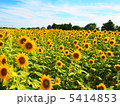 青空の下、たくさんの向日葵 5414853