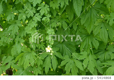 ゴーヤの花と葉 5414868