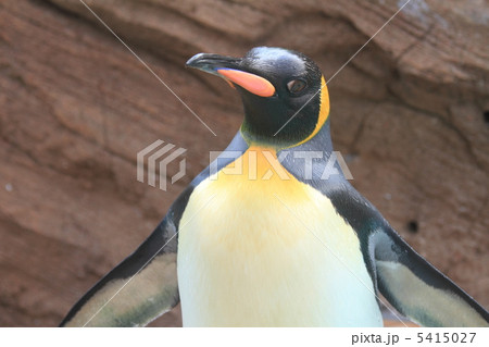 キングペンギン 5415027