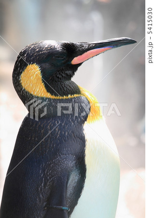 キングペンギン 5415030