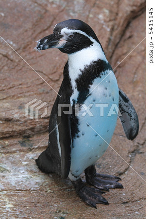 絶滅危惧種 フンボルトペンギンの写真素材